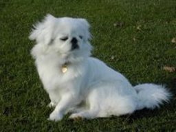 pekinois_1_20211201_1407985830